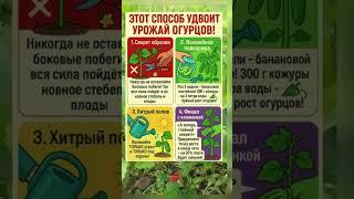 Удобрение для огурцов #огурцы #огород #рекомендации