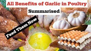 Benefits of Garlic in Poultry Farming to make Chickens Super Healthy and Productive