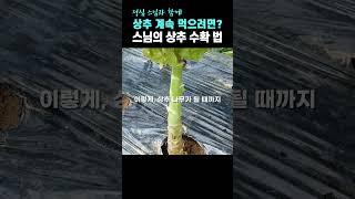 상추 계속 먹으려면? 정심 스님의 #상추수확하는방법 #상추키우기  |서원암|