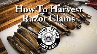 How to Harvest Razor Clams with Salt | Living off the Land and Sea #14