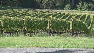 ECO 9 | Sustainable Winery | Anne Arundel Co