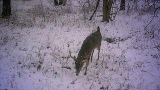 Rut hunting INDIANA PUBLIC LAND - Big bucks!!