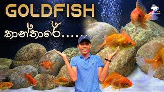 Simple and quick tank setup for Goldfish. විනාඩි ගානෙන් Gold fish tank එකක් හදමු ද​?