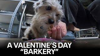 'Barkery' making Valentine's Day treats for dogs