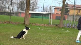 Obedience Classe 1