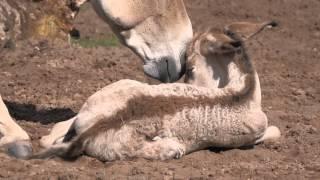 Onager Foals Born at Chester Zoo