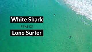 WHITE SHARK STALKS LONE SURFER - Shark Drone Footage