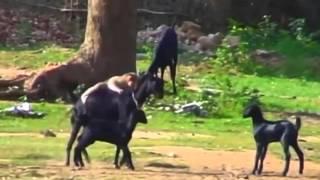 Funny Animals Compilation 2016