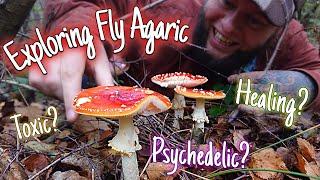 Exploring the Fly Agaric: Nature's Magical Fairytale Mushroom  (Amanita muscaria)