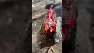 Neugierige Henne #chicken #subscribe #cute #newvideo