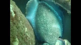 Mating cuttlefish