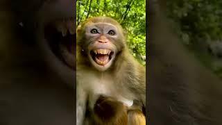 Monkey Laughing Funny   video - Animal 