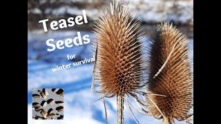 Winter Foraging for Teasel Seeds