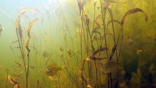 Pond Management-Habitat Enhancement