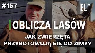 Jak zwierzęta przygotowują się do zimy? | OBLICZA LASÓW #157