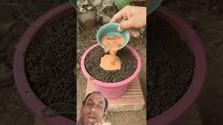 How to harvest bringle plant with unique planting skill!#shotrs #vegetables #plants #farming