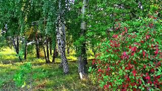 Дмитрий Романов - Родные края (дуэт с Инна Улановская)