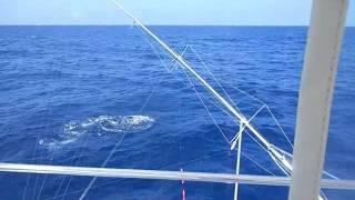 White Marlin Catches on "That's Right"