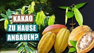 Der Kakaobaum (Theobroma cacao) - Kakao zu Hause ernten? | Pflanzen-Portrait