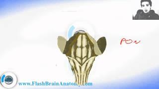 Lessons And 3D Anatomy Software: Brain Stem Anatomy