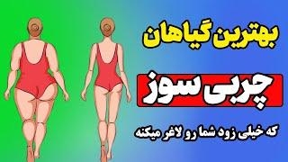 بهترین گیاهان چربی سوز که سریعترین تاثیر را در لاغری دارند - 5 گیاه چربی سوز