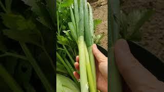 今早的收获Morning harvest from teaching garden #garden #nature #种菜