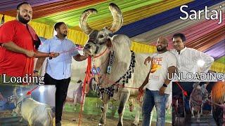 LOADING & UNLOADING OF SARTAJ || SANTRAGACHI || BIGGEST KANKAREJ OX OF MAAZ || Kolkata Cow 2024