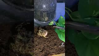 Pepe the pacman frog  eating a fuzzy