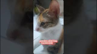 iya iya ngerti.bawelll bgt kucing 1 ini.