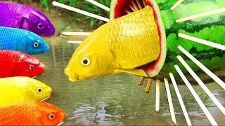 Stop Motion ASMR - Battle of the Colorful Carp and the Koi Fish UFO | Cartoon Stop Motion Fish ASMR