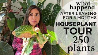 WHAT HAPPENED TO MY PLANT COLLECTION AFTER LEAVING FOR 3 MONTHS!!! My Houseplant Tour complete!!