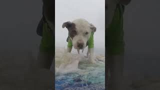 Adorable Surfing Pup Crushes Gnarly Wave!