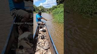 Panah ikan nila Merauke=Papua Selatan #shorts