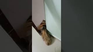 Kathava close panaley pudikathu #cat #trending #subscribe #funny #persiancat