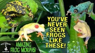 AMAZING FROG MORPHS OF RAINFOREST JUNKYS! | FROG BREEDING AND CARE!