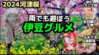 【静岡グルメ旅】河津の行列の吉丸で丼からはみ出る海鮮や顔くらい大きい金目鯛や鯖の干物を堪能！偶然入ったわさびやさんのわさびと酢漬けが美味し過ぎた#河津桜#河津桜まつり#伊豆グルメ#河津ランチ