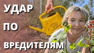 ПИЛИЛЬЩИК УНИЧТОЖАЕТ МОЛОДЫЕ ПОБЕГИ РОЗ. Чем бороться в жару от вредителей.