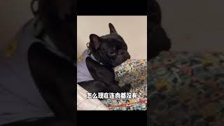 说好的…幸福呢？️ #frenchbulldog #bulldog #戲精 #法鬥 #搞笑 #寵物 #可愛 #發財 #萌寵 #狗