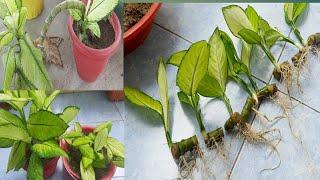 Dieffenbachia  plants propagate from cutting//how to propagate dieffenbachia plant