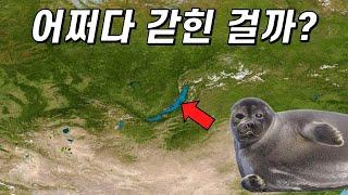 바다표범은 어쩌다가 시베리아 한복판에 있는 호수로 오게 됐을까?(ft.바이칼물범)