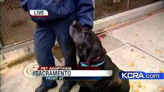 Pet Adoption Prices Reduced In Sacramento