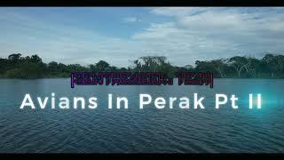 Avians In Perak Part 2 - ZenTheGeek Travels