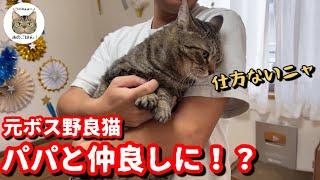 元ボス野良猫チュンパ君と仲良くしたいパパさんがチュンパ君の為にした事とは！？