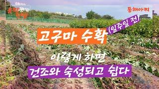 고구마 수확 일주일 전 하면 좋은 일.Good things to do a week before the sweet potato harvest.