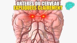  Neuroanatomie: Artères du Cerveau Expliquées Très Clairement par Dr Astuce