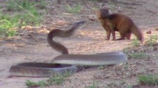 Brave Mongoose Tackles Lethal Black Mamba Snake