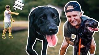 HOW I SAFELY TRAIN MY DOGS COMPLETELY OFF LEASH!