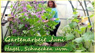 Selbstversorgergarten im Juni / Küken, Schnecken, Hagel uvm.