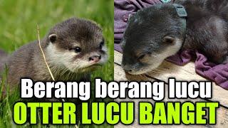 OTTER LUCU / BERANG BERANG SI MOMO ( KLIWON), MENGHIBUR ORANG DENGAN KELUCUANYA