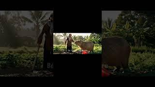 Capybara giúp Bà Tám làm vườn tưới rau #capybara #haihuoc #batamvacapybara